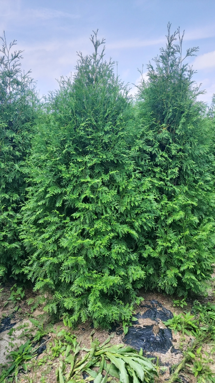 클릭하시면, 큰 사진을 보실 수 있습니다! 클릭하시면, 큰 사진을 보실 수 있습니다!