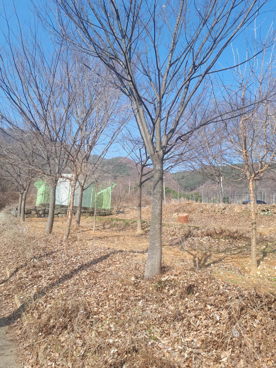 002 느티나무(R20)4.jpg
