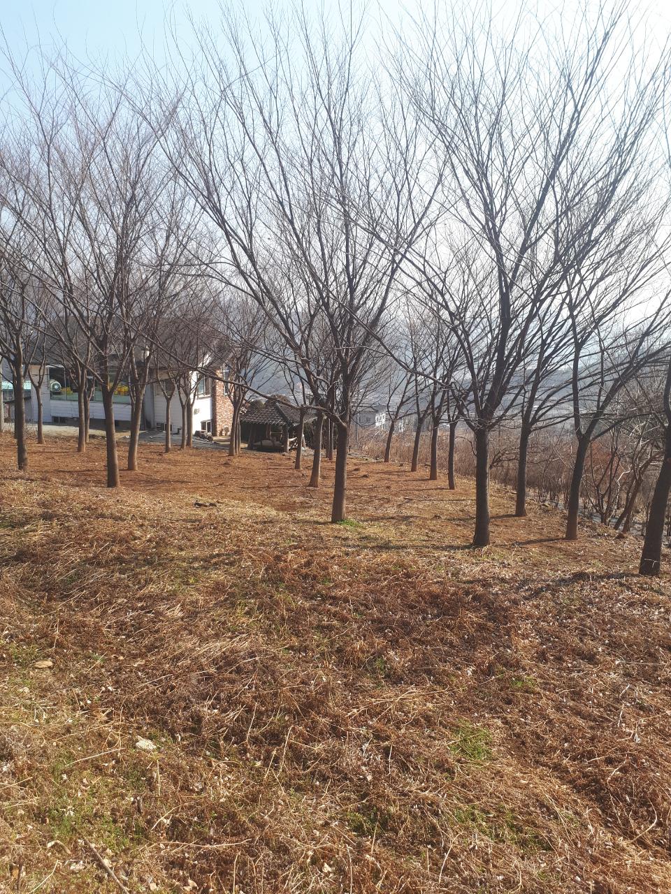 002 느티나무(R20)2.jpg