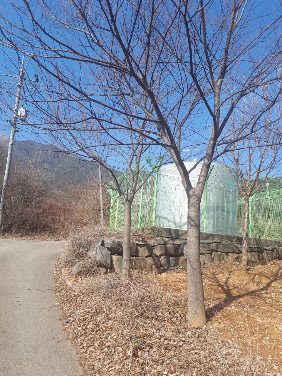 002 느티나무(R20)1.jpg