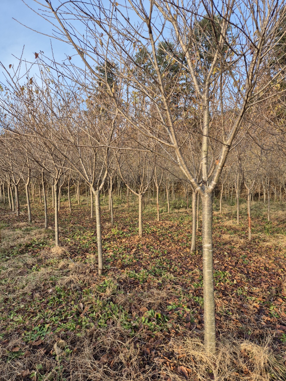 클릭하시면, 큰 사진을 보실 수 있습니다! 클릭하시면, 큰 사진을 보실 수 있습니다!